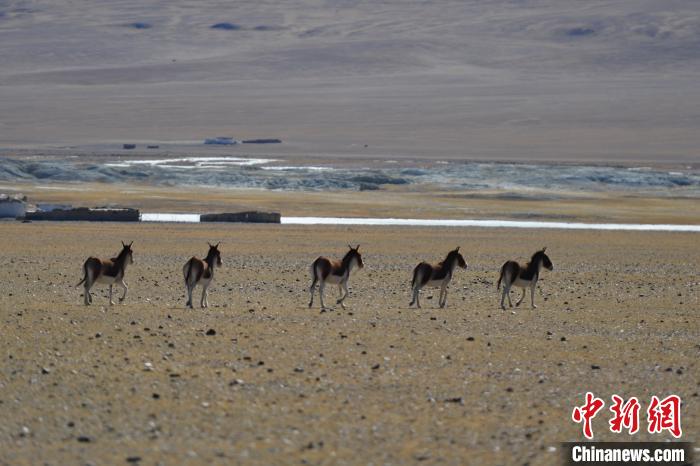 西藏羌塘草原见闻：偶遇野狼 藏羚羊、藏野驴等成群西宁水土保持编制