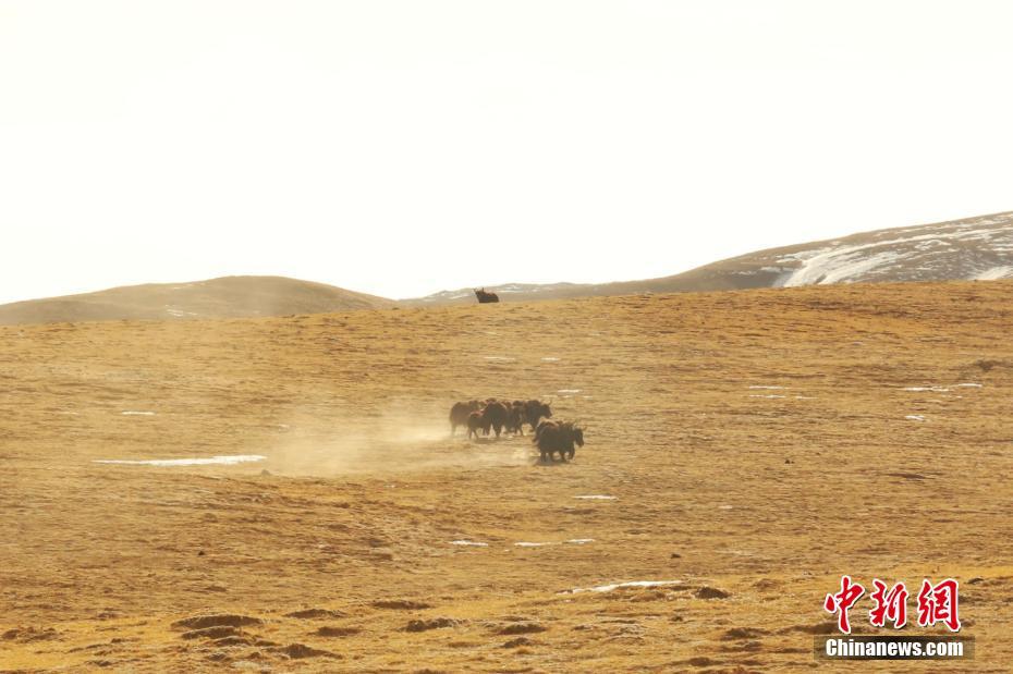 实拍冬季昆仑山腹西宁环保公司地：野生动物成群结队