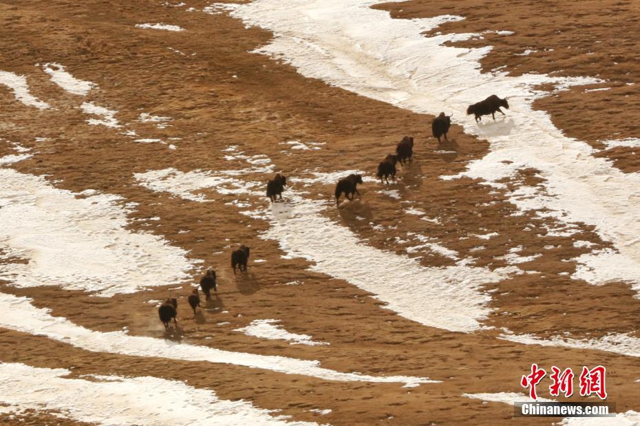 实拍冬季昆仑山腹西宁环保公司地：野生动物成群结队