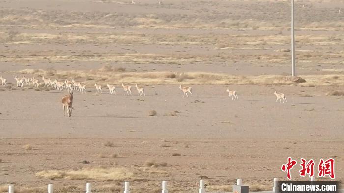 气温骤降 野生黄羊、蒙古野驴到中蒙边境觅食成新年景观西宁水保
