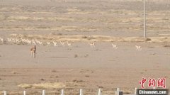气温骤降 野生黄羊、蒙古野驴到中蒙边境觅食成新年景观西宁水保