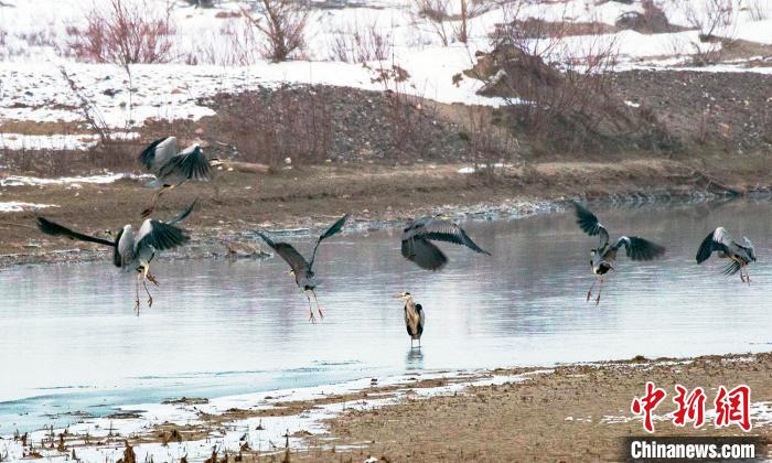苍鹭等鸟类“嬉戏”新疆察布查尔县湿地公园青海环保公司