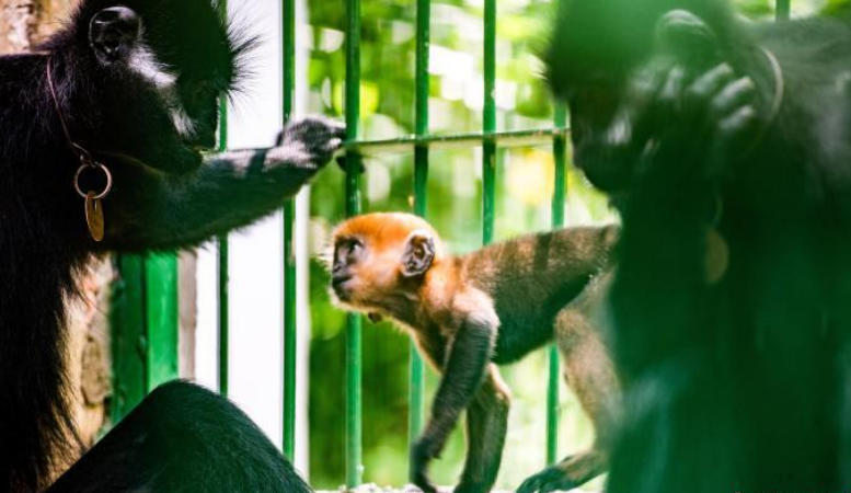 广西梧州：人工饲养繁殖的第八代黑叶猴成功存活青海环保公司